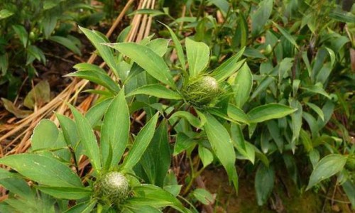 羧甲司坦片百度百科专区_羧甲司坦颗粒功效和作用专区_羧甲司坦颗粒作用功效网